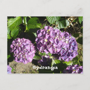 Postal Hortensias de tonos púrpura