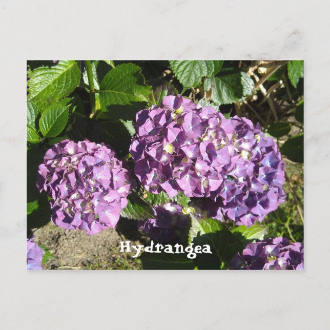 Postal Hortensias de tonos púrpura (Anverso)