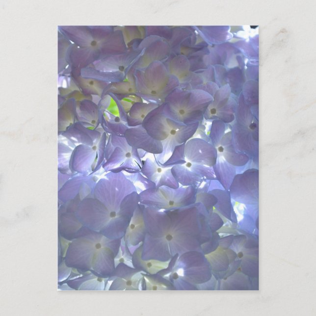 Postal Hortensias Lavanda (Anverso)