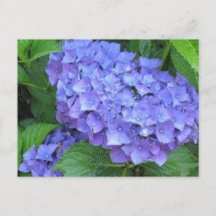 Postal Hortensias Moradas