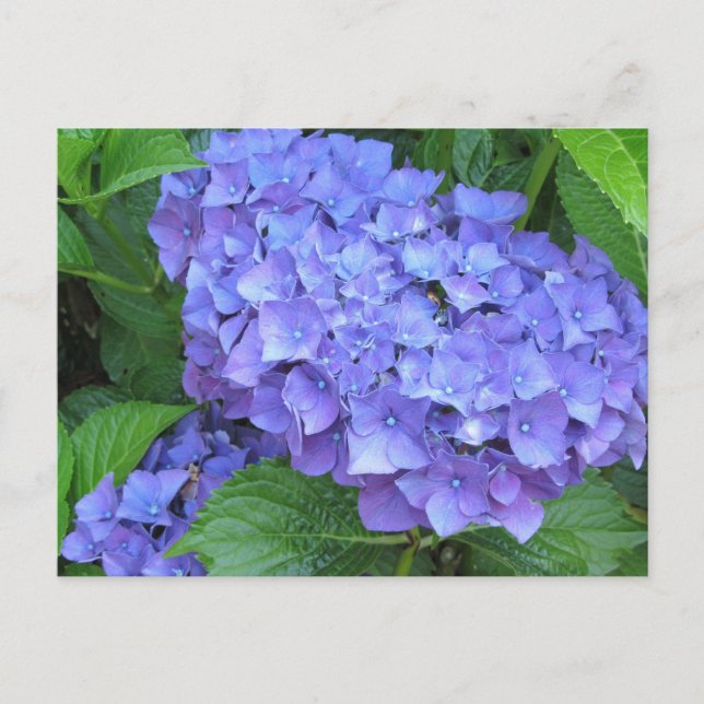 Postal Hortensias Moradas (Anverso)