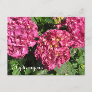 Postal Hortensias rosadas