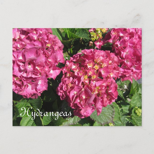 Postal Hortensias rosadas (Anverso)