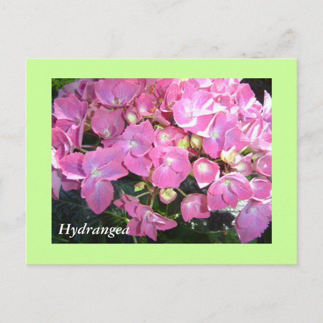 Postal Hortensias rosadas (Anverso)