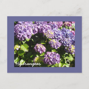Postal Hortensias Violeta Profundo