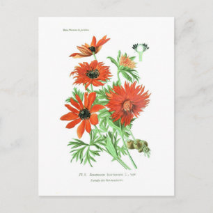 Postal Hortensis anemónica