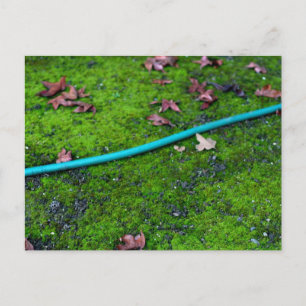 Postal Hose de serpientes del Jardín Verde
