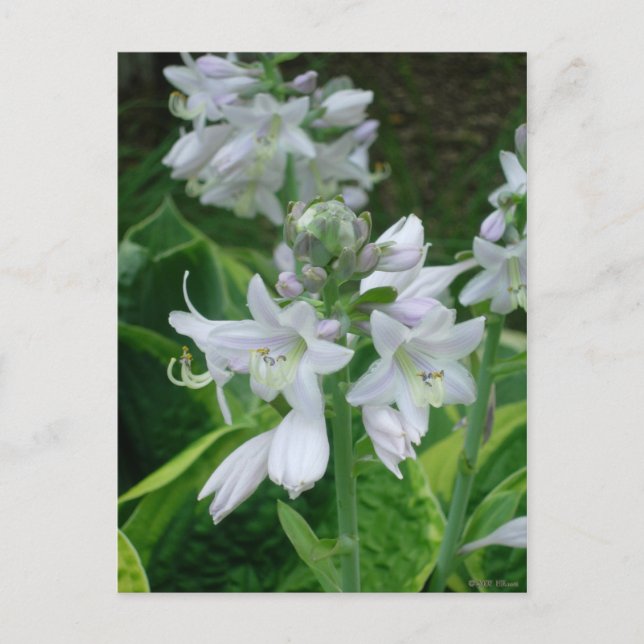 Postal Hosta Blooms (Anverso)