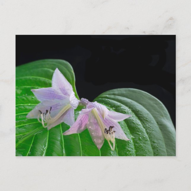 Postal Hosta Plant Leaf and Flowers (Anverso)