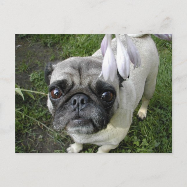 Postal Hosta Pug (Anverso)