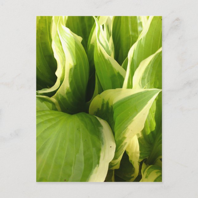 Postal Hostas (Anverso)