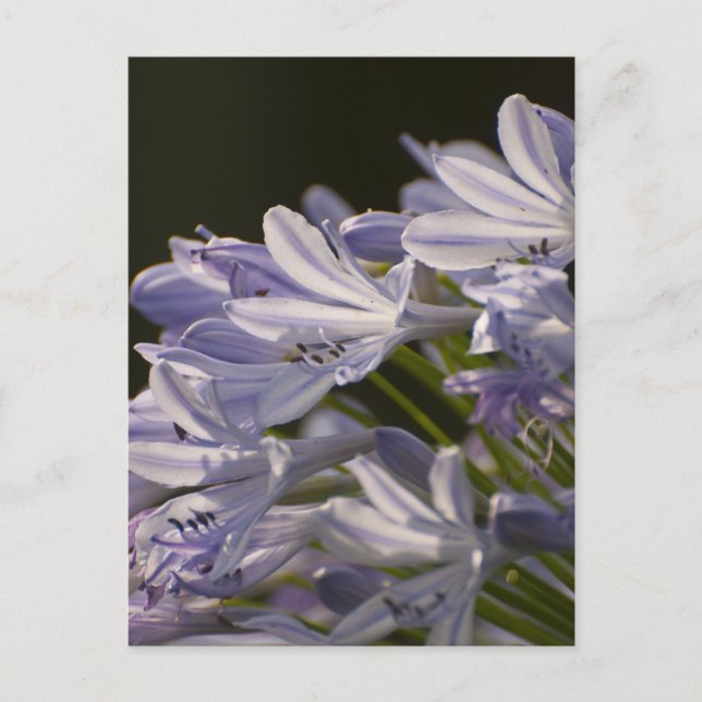 Postal Hostas azules (Anverso)