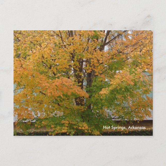 Postal Hot Springs, AR Autumn Leaves Postcard (Anverso)