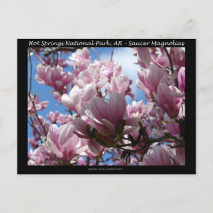 Postal Hot Springs National Park AR Platillo Magnolia Reg