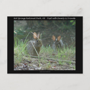 Postal Hot Springs National Park, AR  Regalos de Conejos 