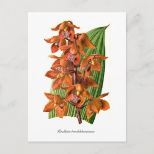 Postal Houlletia brocklehurstiana