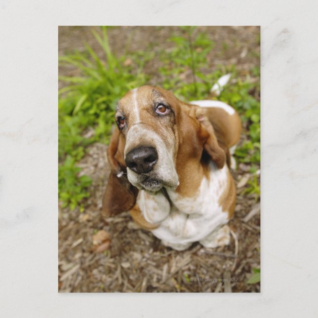 Postal Hound 2 Basset (Anverso)