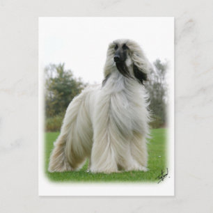 Postal Hound afgano 9Y247D-025