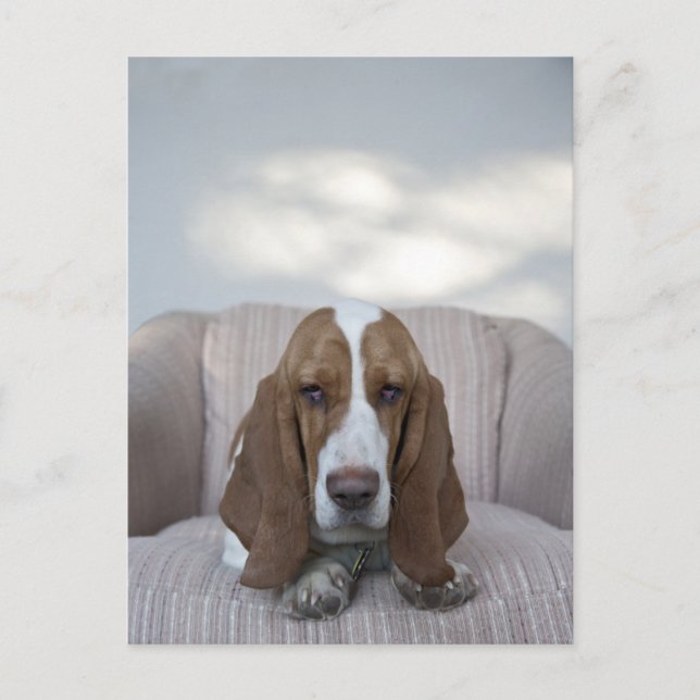 Postal Hound Basset (Anverso)