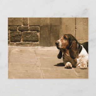 Postal Hound Basset