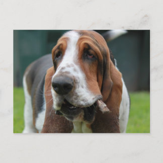 Postal Hound Basset