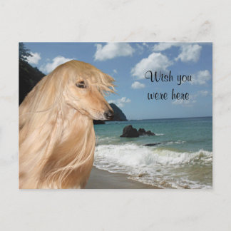 Postal Hound de Beach afghan