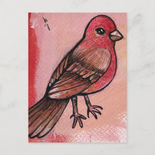 Postal House Finch