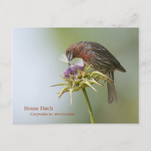 Postal House Finch