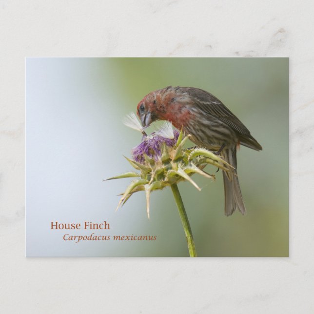 Postal House Finch (Anverso)