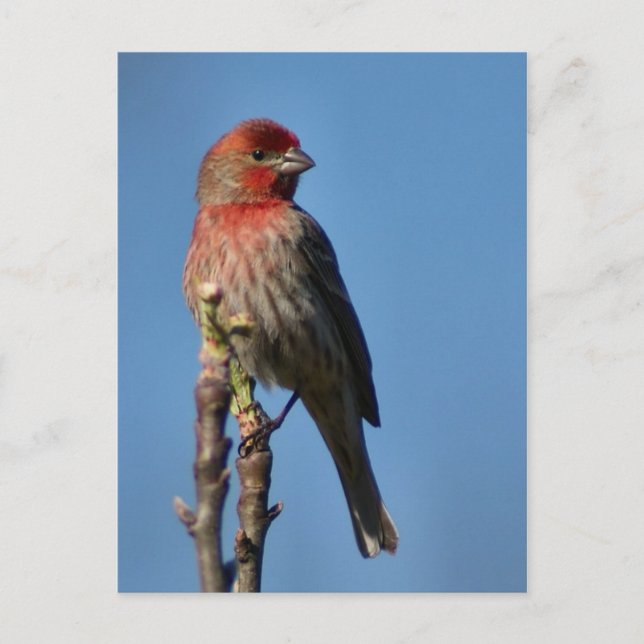Postal House Finch (Anverso)