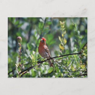Postal House Finch
