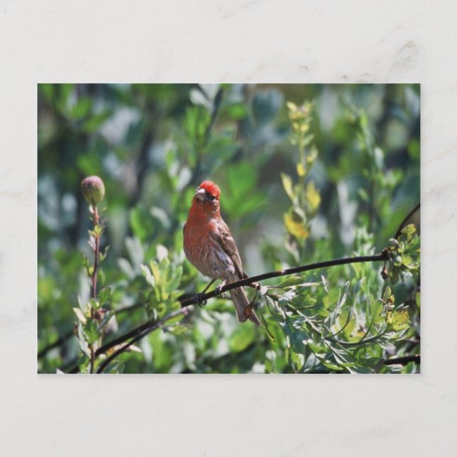 Postal House Finch (Anverso)