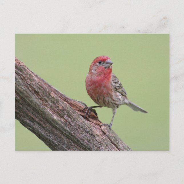 Postal House Finch (Anverso)