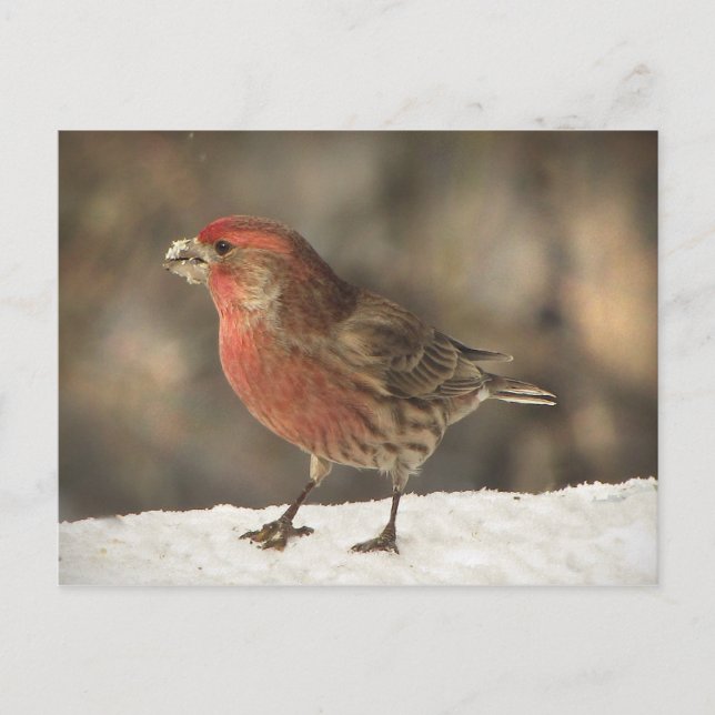 Postal House Finch (Anverso)