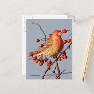 Postal House Finch con Hawthorn Berries