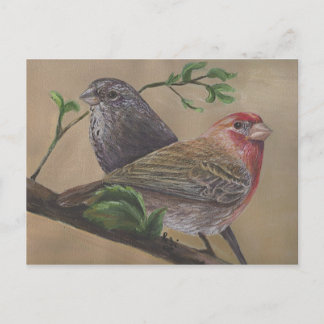 Postal House Finch Pair