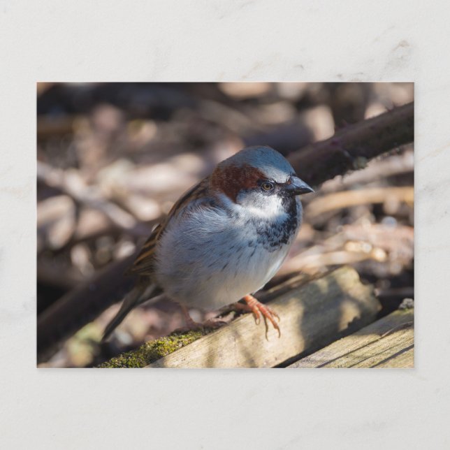 Postal House Sparrow (Anverso)
