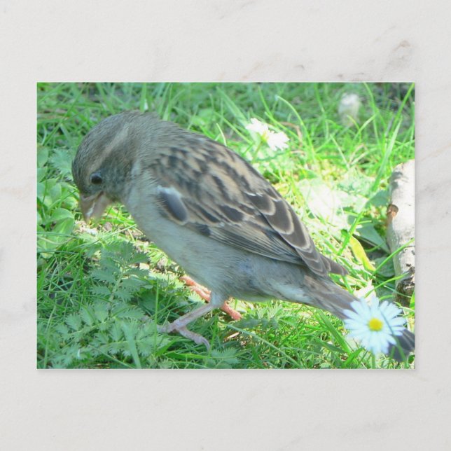 Postal House Sparrow (Anverso)