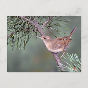 Postal House Wren