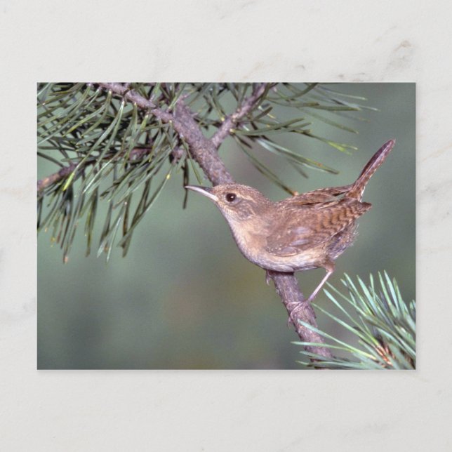 Postal House Wren (Anverso)
