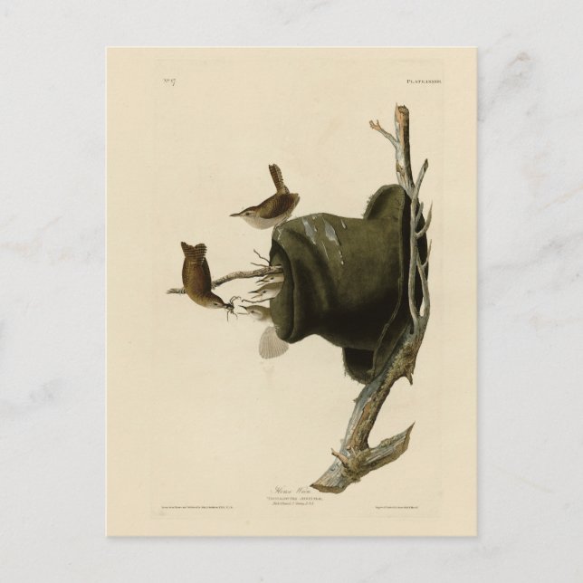Postal House Wren de los pájaros de América de Audubon (Anverso)