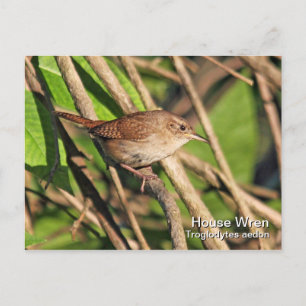 Postal House Wren Postcard