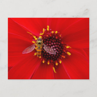 Postal Hover Fly en Dahlia