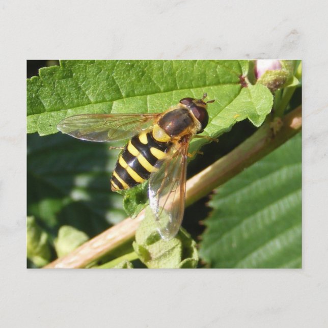 Postal Hover fly ~ postcard (Anverso)