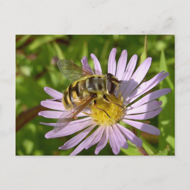 Postal Hoverfly - Myathropa florea (Anverso)