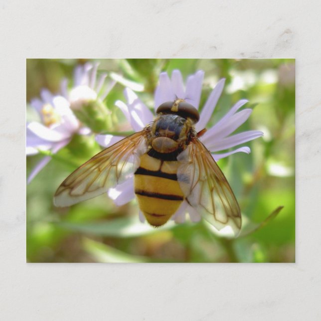 Postal Hoverfly - Volucella inanis (Anverso)