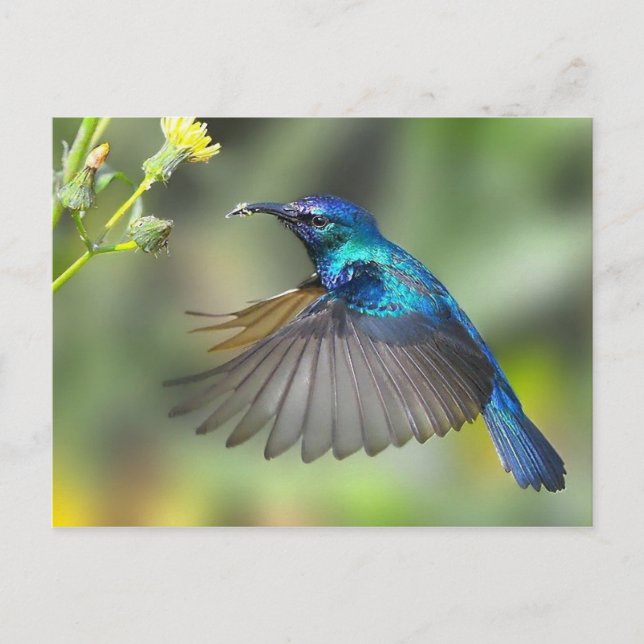 Postal Hovering Blue Hummingbird (Anverso)