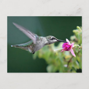 Postal Hovering Hummingbird