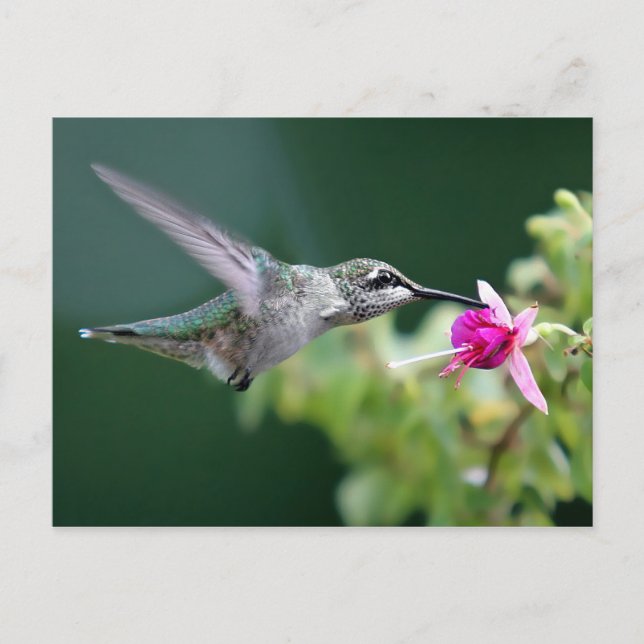 Postal Hovering Hummingbird (Anverso)