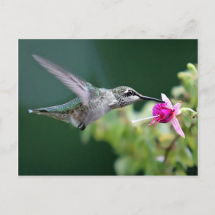 Postal Hovering Hummingbird